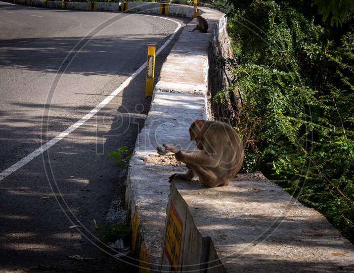 Monkeys Sitting On Parapet Wall Along The Ghat Road To Yercaud, Salem, India. Photographed With Focus On Monkey Body.