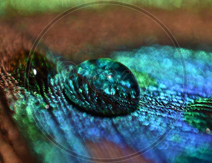 Macro shot of water drop on peacock feather