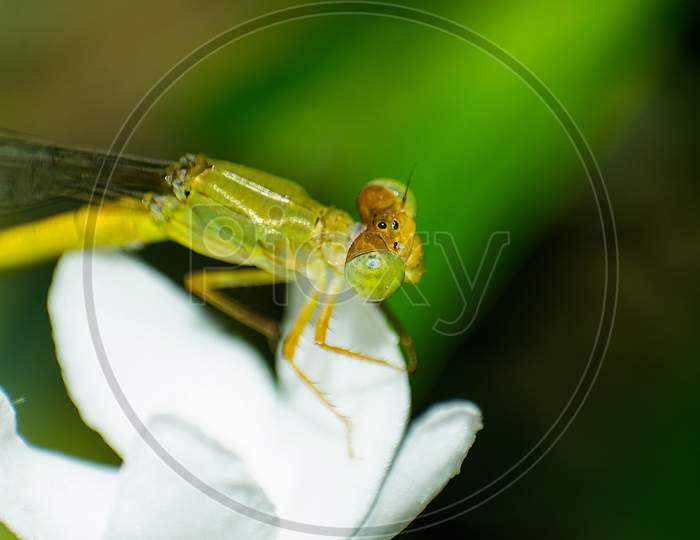 Macro photography of a Dragon fly sits on flower