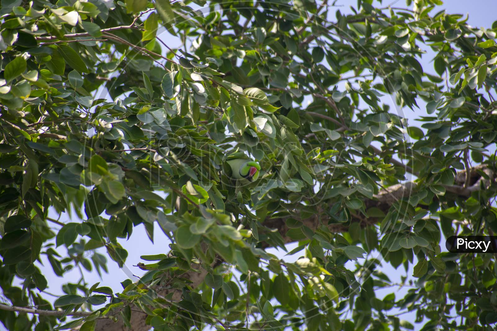 Indian Parakeet Hide And Seek Game