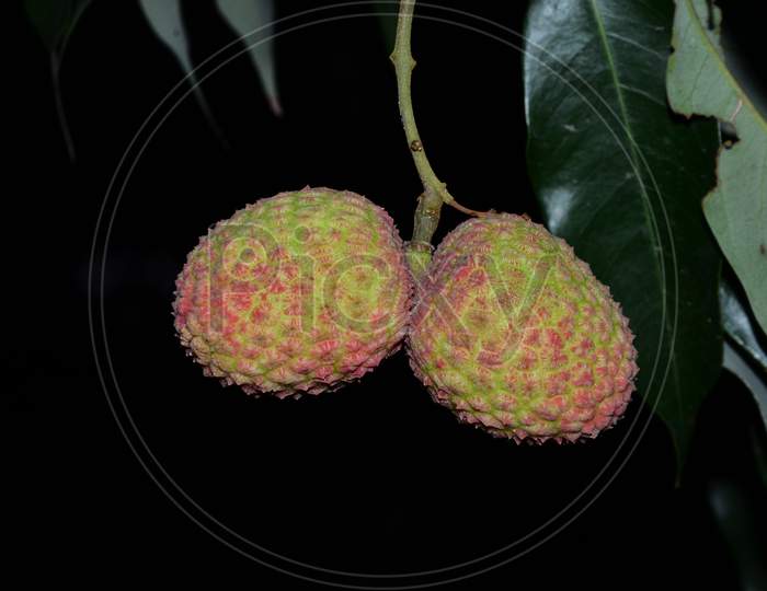 Lichi Fruit Tree In The Black Background
