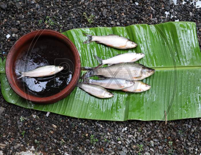 Fresh fish from pond on plantain leaf