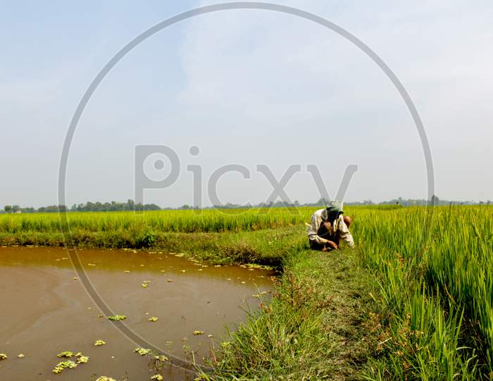 Farmer Removing Unwanted Plants And Weeds From Paddy Field