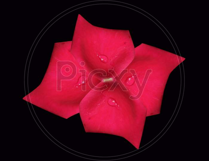 Red rose petals background photo cover