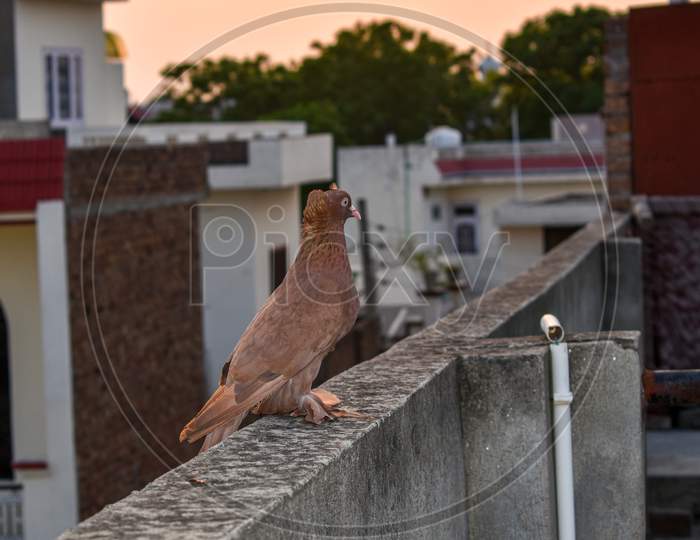 Brown Color Pigeon