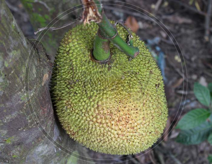 Jack fruit in the tree
