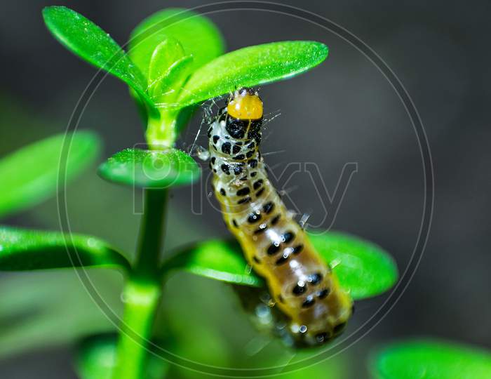 Macro photography of a caterpillar walking on leafs