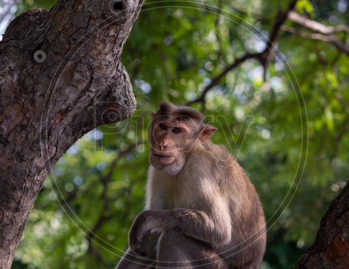 Monkey Sitting Over A Tree In Eastern Ghats, Yercaud, Tamil Nadu