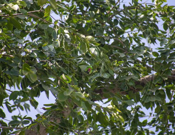 Indian Parakeet Hide And Seek Game