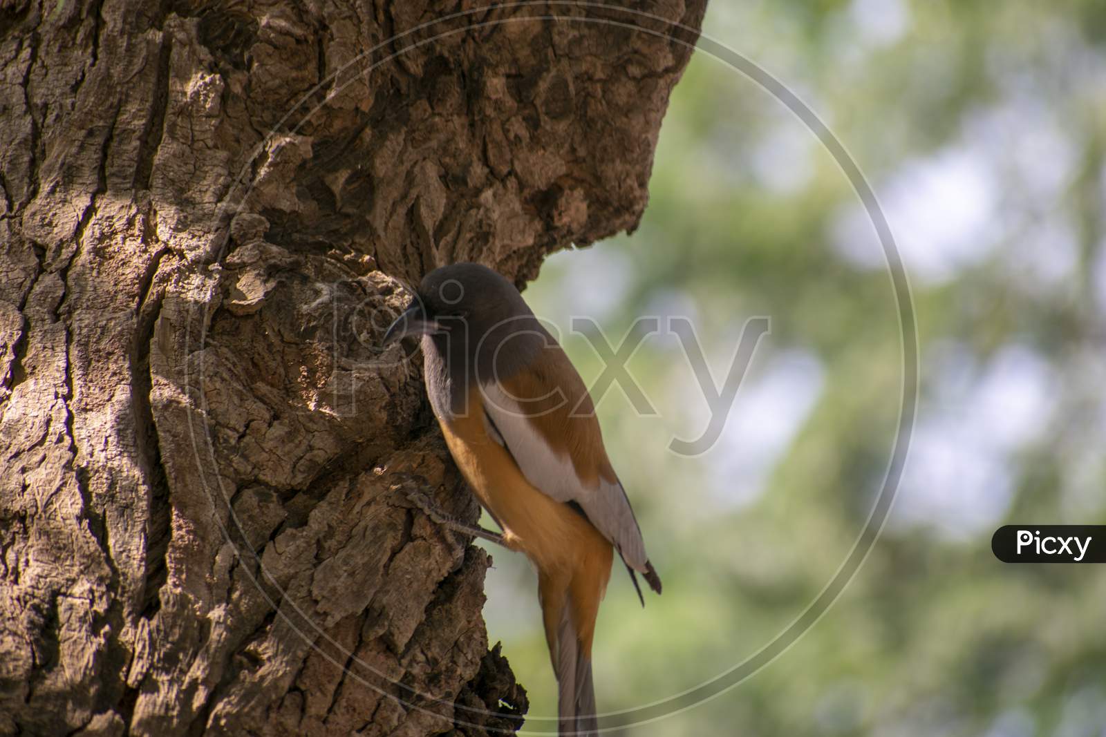 The Rufous Treepie Is A Treepie, Native To The Indian Subcontinent