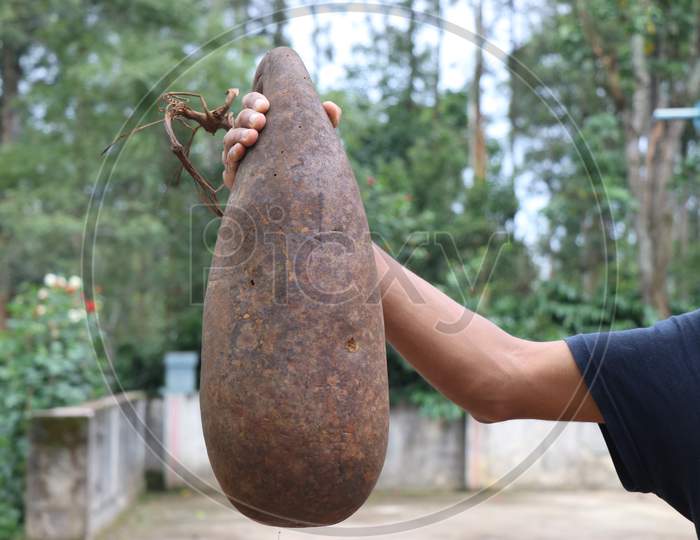 Bottle Gourd Completely Dried And Preserved On Countryside For Replanting Its Seeds