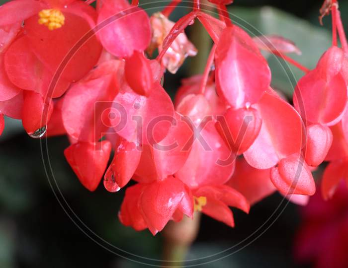Beautiful red color begonia flowers with rain drops