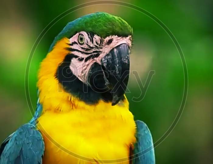 Blue and Yellow macaw bird