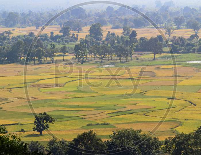 Paddy Fields Top Angle View In Cultivation Time