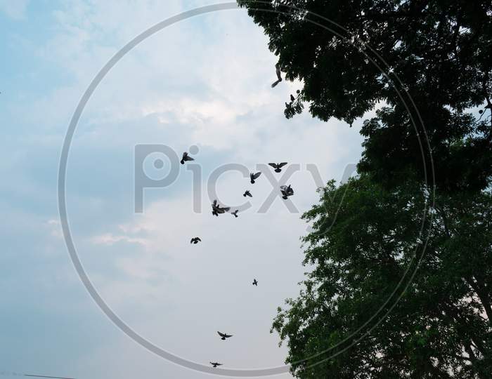 Flock of birds against patchy blue sky at Cubbon Park Bangalore