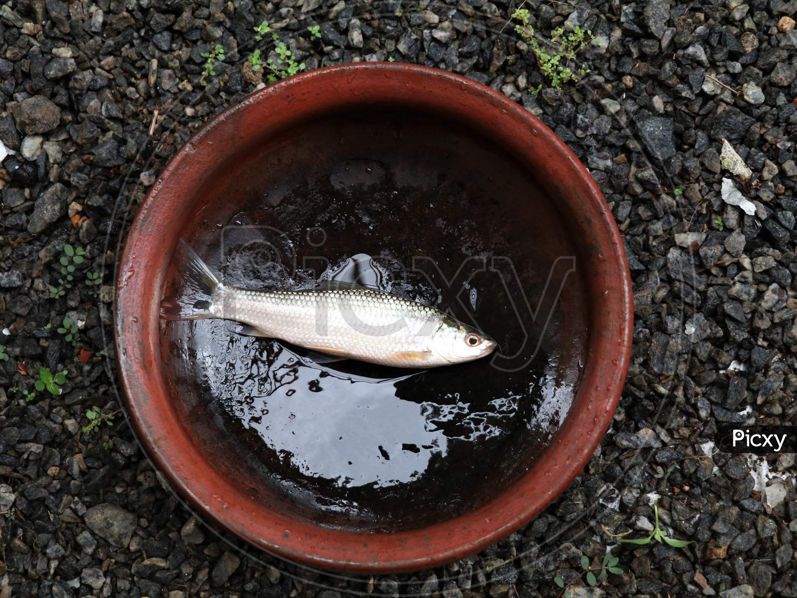 Fresh fish from home pond in clay pot