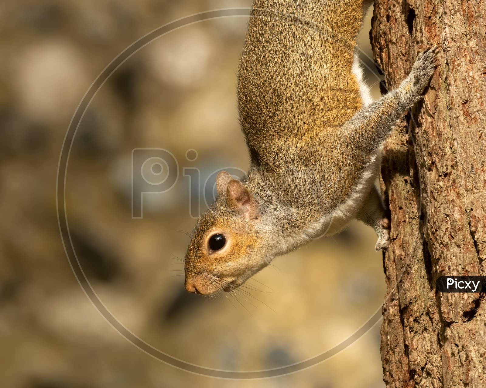 Closeup Of Grey Squirrel On Tree Trunk