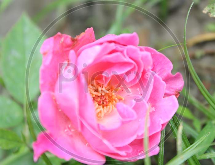 Pink rose flower on the grass in the garden