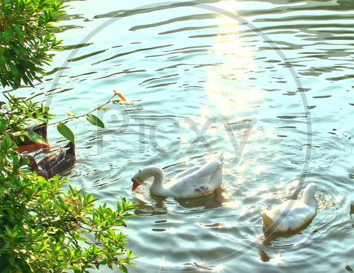 REALLY BEAUTIFUL PICTURE DUCKS