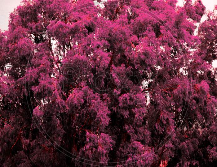 Purple colour tree