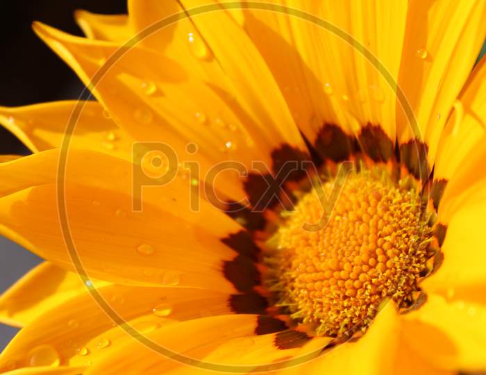 close up of a yellow gazania flower