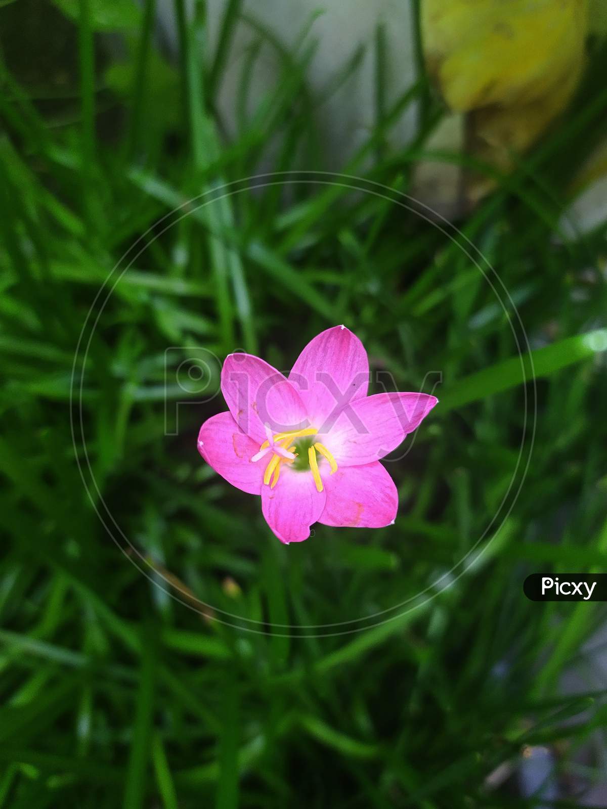 Pink rain lily in a green leafs background, Zephyranthes rosea