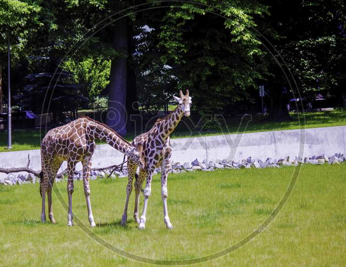 Two Giraffe Stand Together In Zoo Of Krakow, Poland - Europe