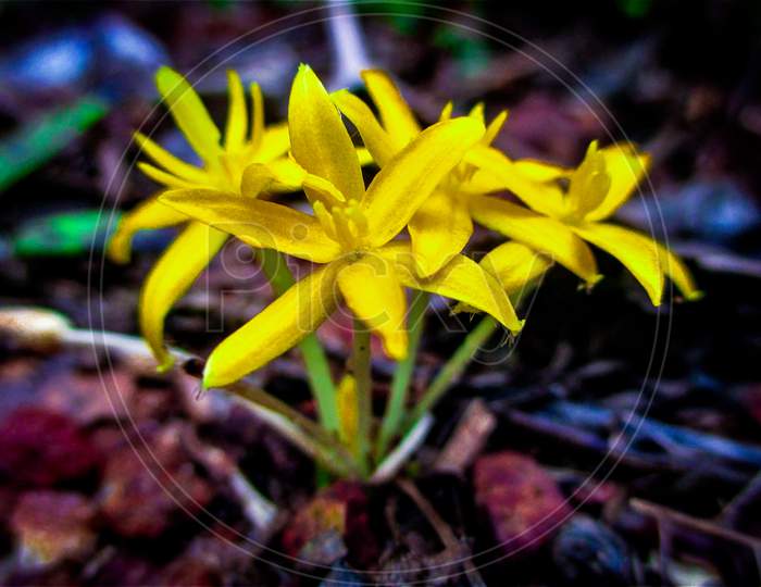 Yellow flowers : nature's beauty
