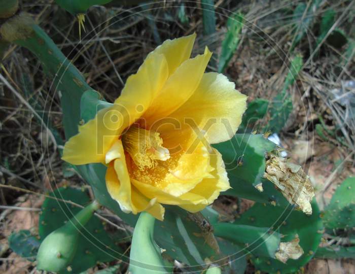 cute cactus flower in garden