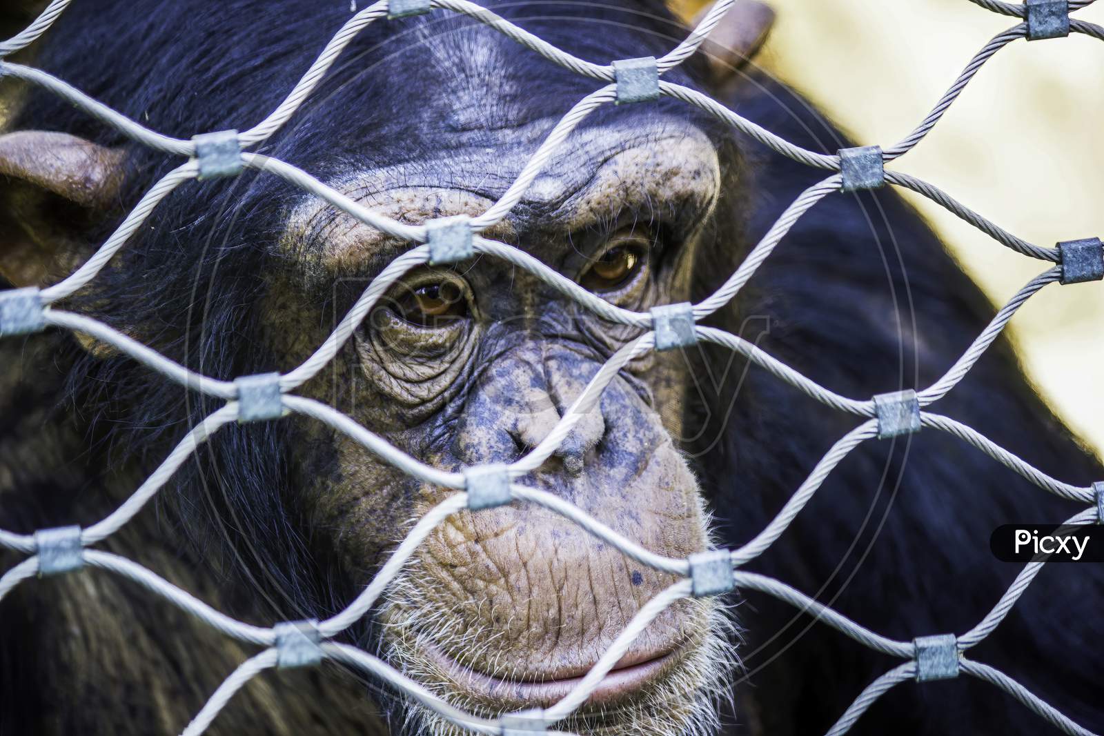 A Chimpanzee Looking Through Fence In The Krakow City Zoo, Located In Poland - Europe