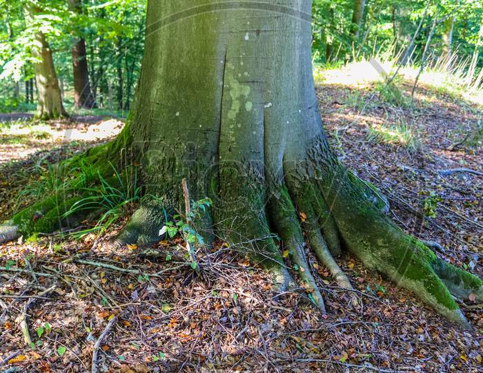 An old tree trunk in a european forest landscape environment