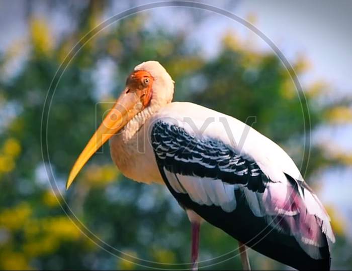 Yellow billed stork in forest