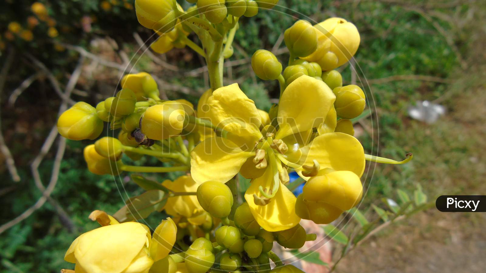 cute yellow flowers in garden