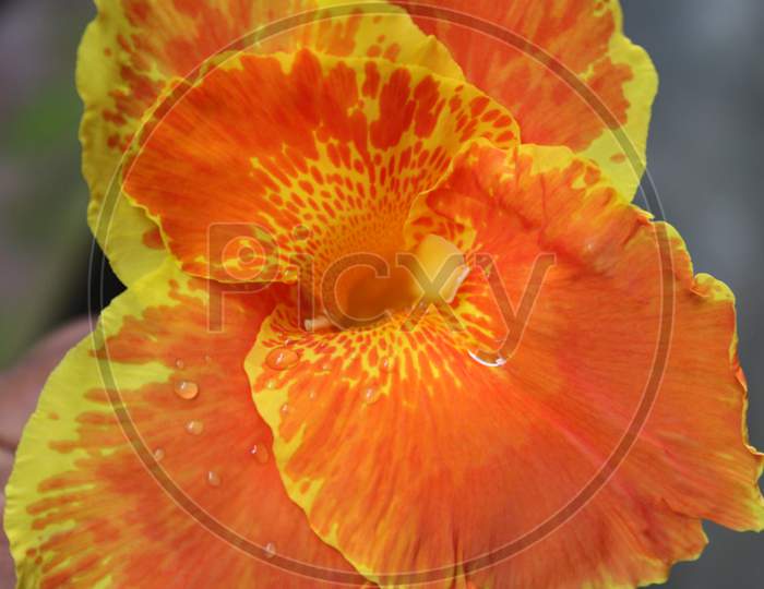 closeup flower wallpaper photo capture