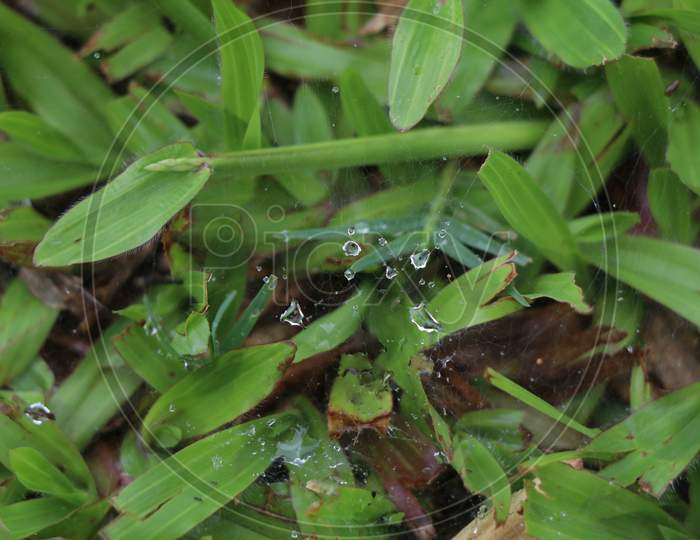 Spider web on the grass with rain drops