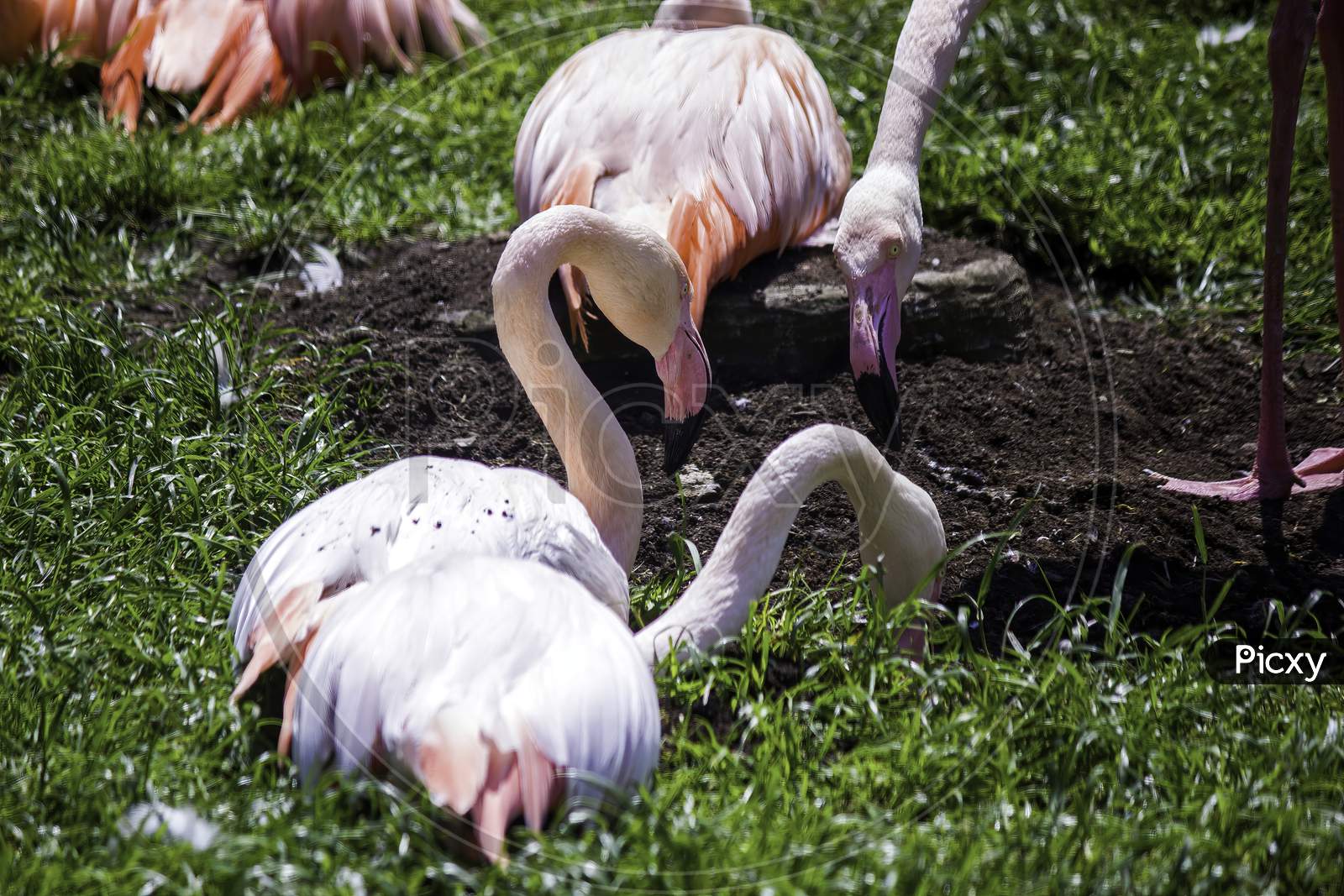 Bunch Of White Greater Flamingo, A Species Of Flamingos Sitting Together In A Park In Krakow City, Poland - Europe