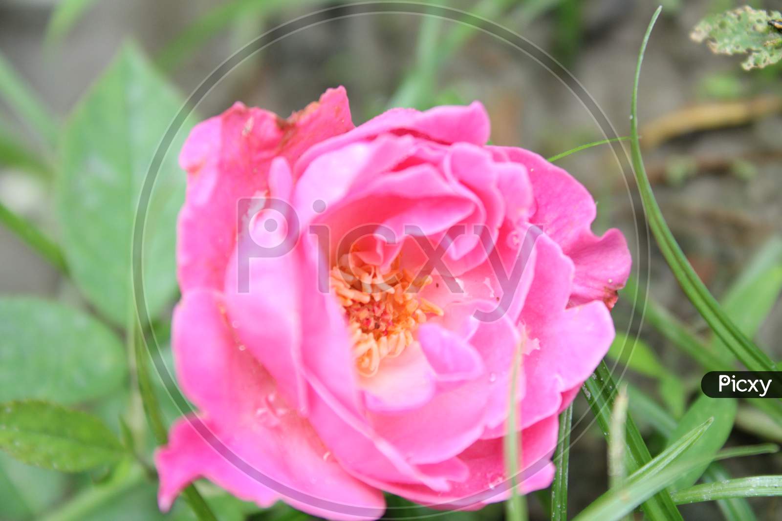 Pink rose flower on the grass in the garden