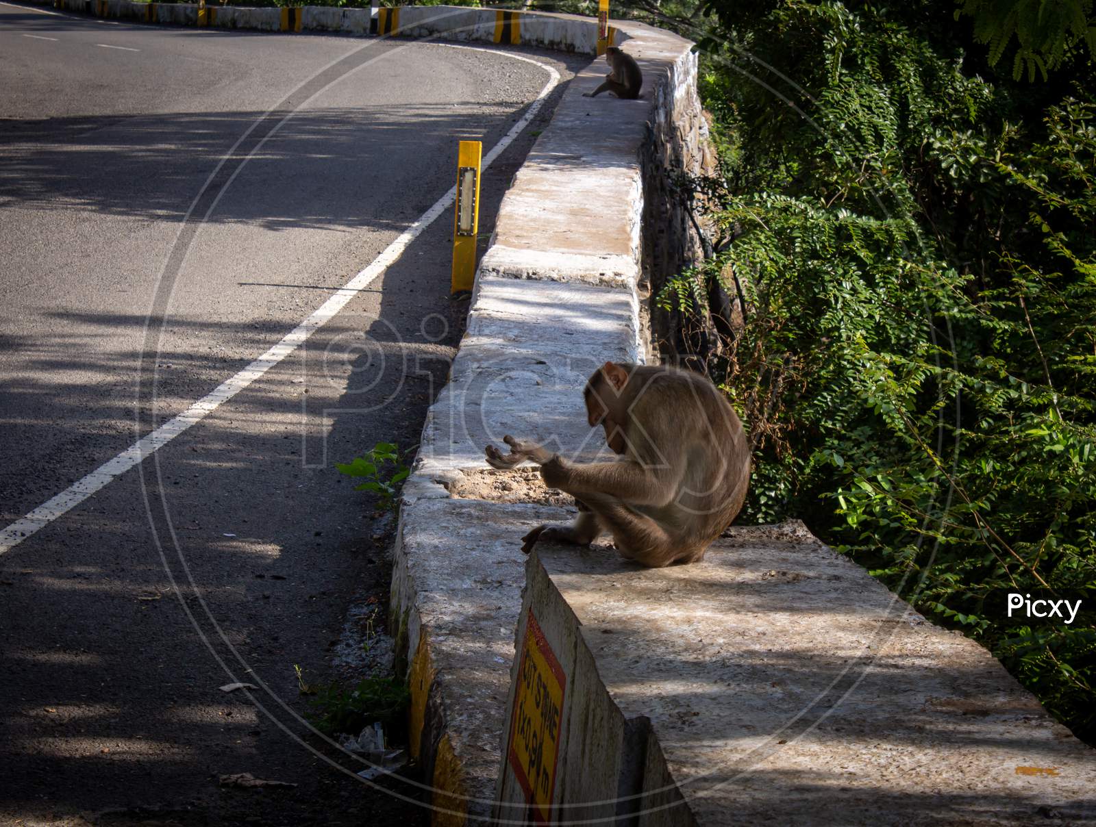 Monkeys Sitting On Parapet Wall Along The Ghat Road To Yercaud, Salem, India. Photographed With Focus On Monkey Body.