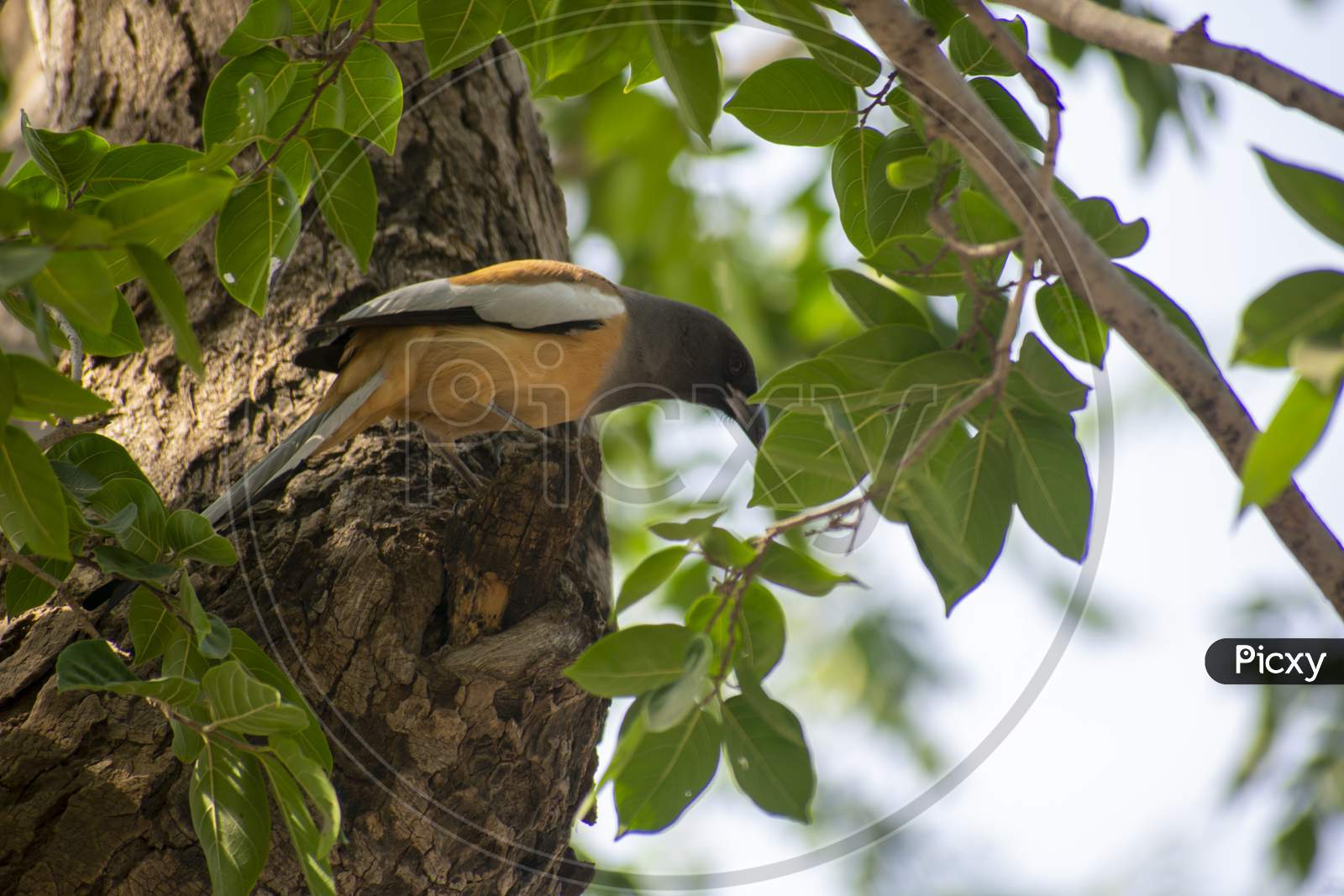 The Rufous Treepie Is A Treepie, Native To The Indian Subcontinent