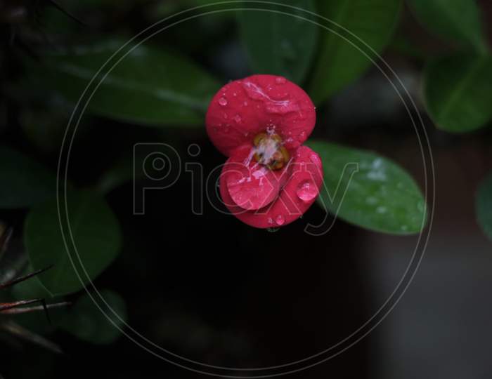 Beautiful red color euphorbia milii flower with rain drops