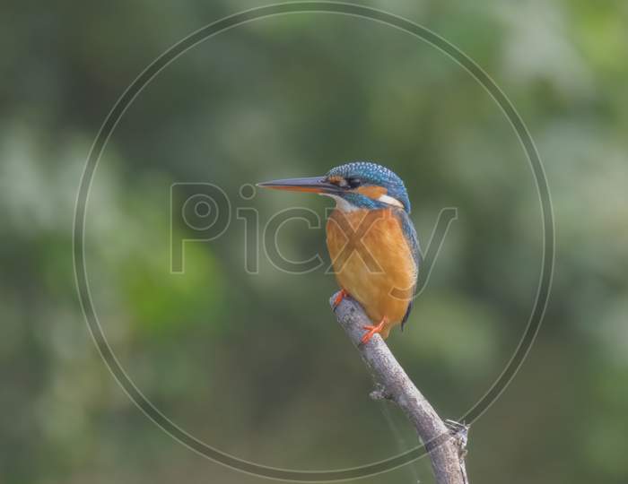 A beautiful wild bird kingfisher on the small brach of a tree perch