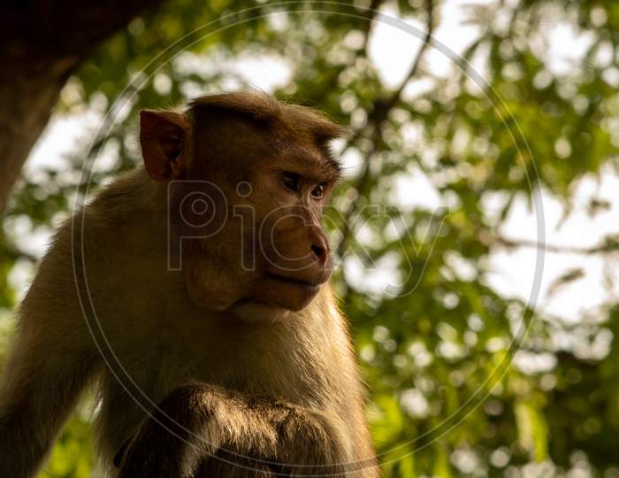 Monkey Sitting Over A Tree In The Eastern Ghats, Yercaud, Tamil Nadu