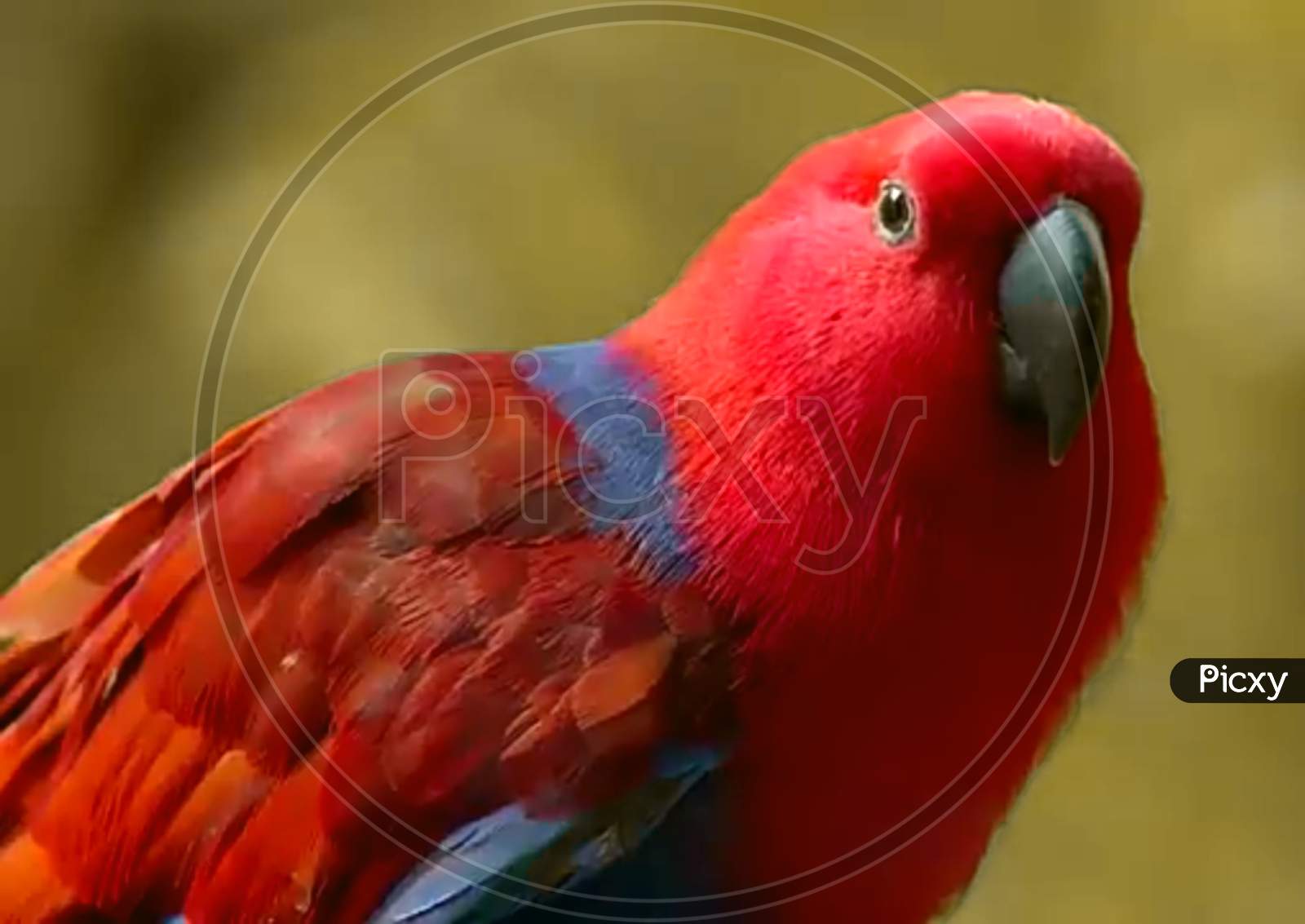 Red bird parrot
