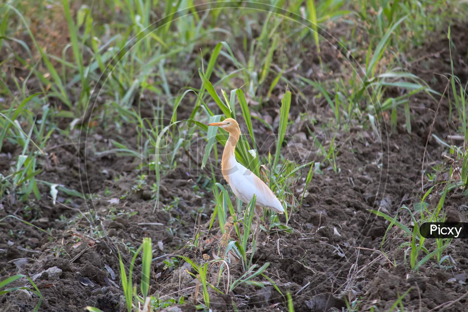 Egret In Sugarcane Field