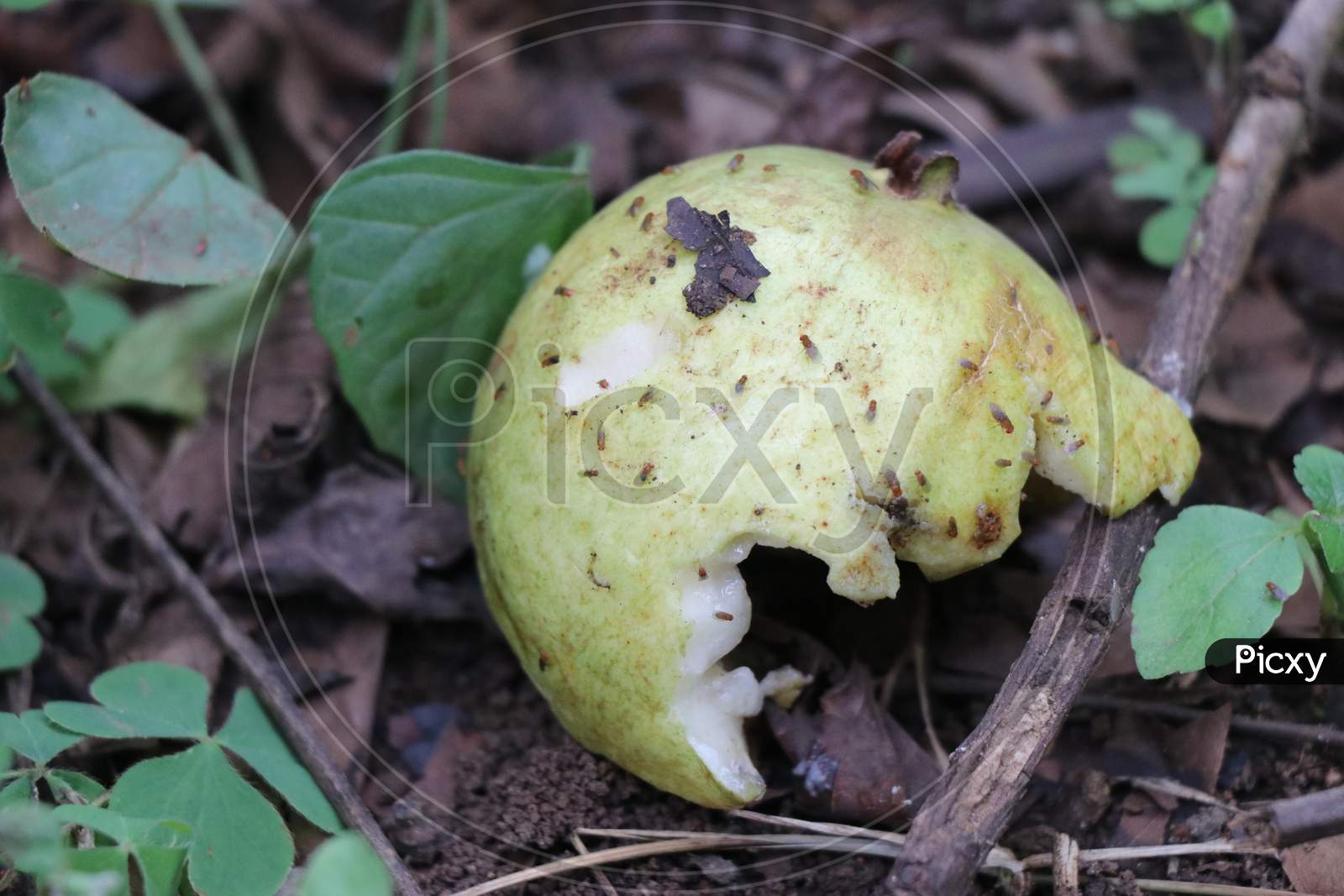 Guava Fruit Which Is Ripen And Fallen From Tree Half Rotten And Surrounded By Flies