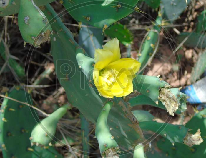 cactus plant with cute flower