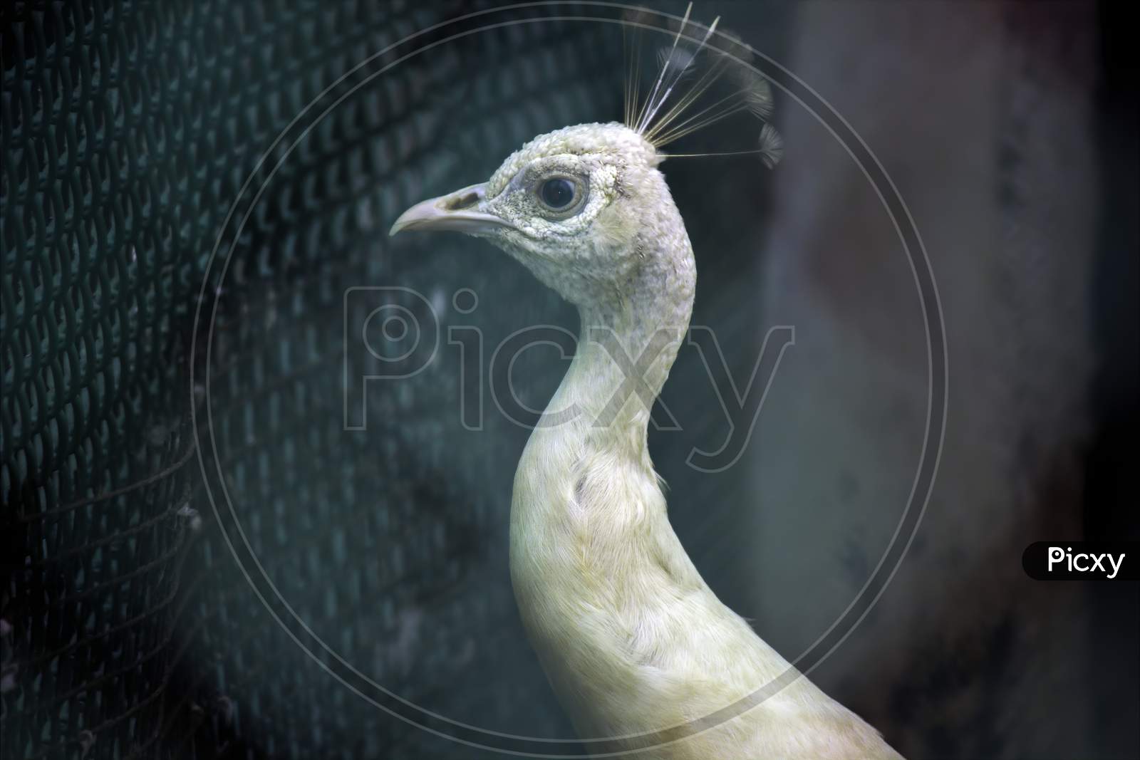 A Head Shot Of White Peafowl In The Krakow City Zoo, Located In Poland - Europe