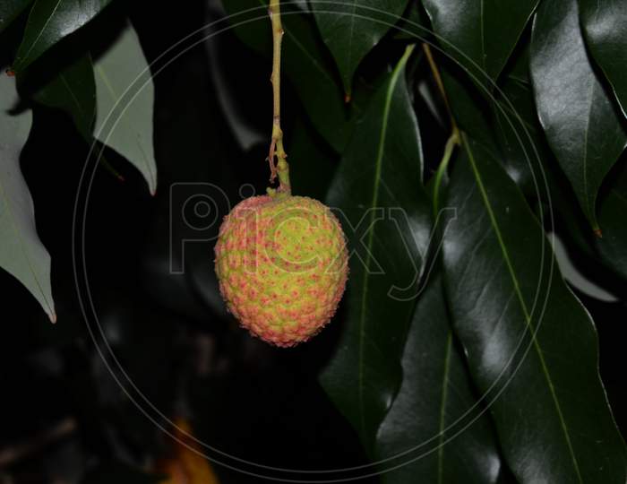 Lichi Fruit In The Black Background