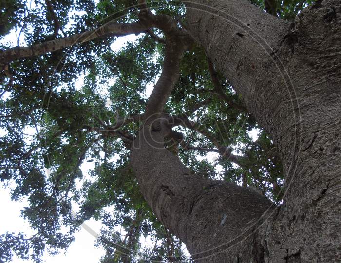 big banyan tree in lake side
