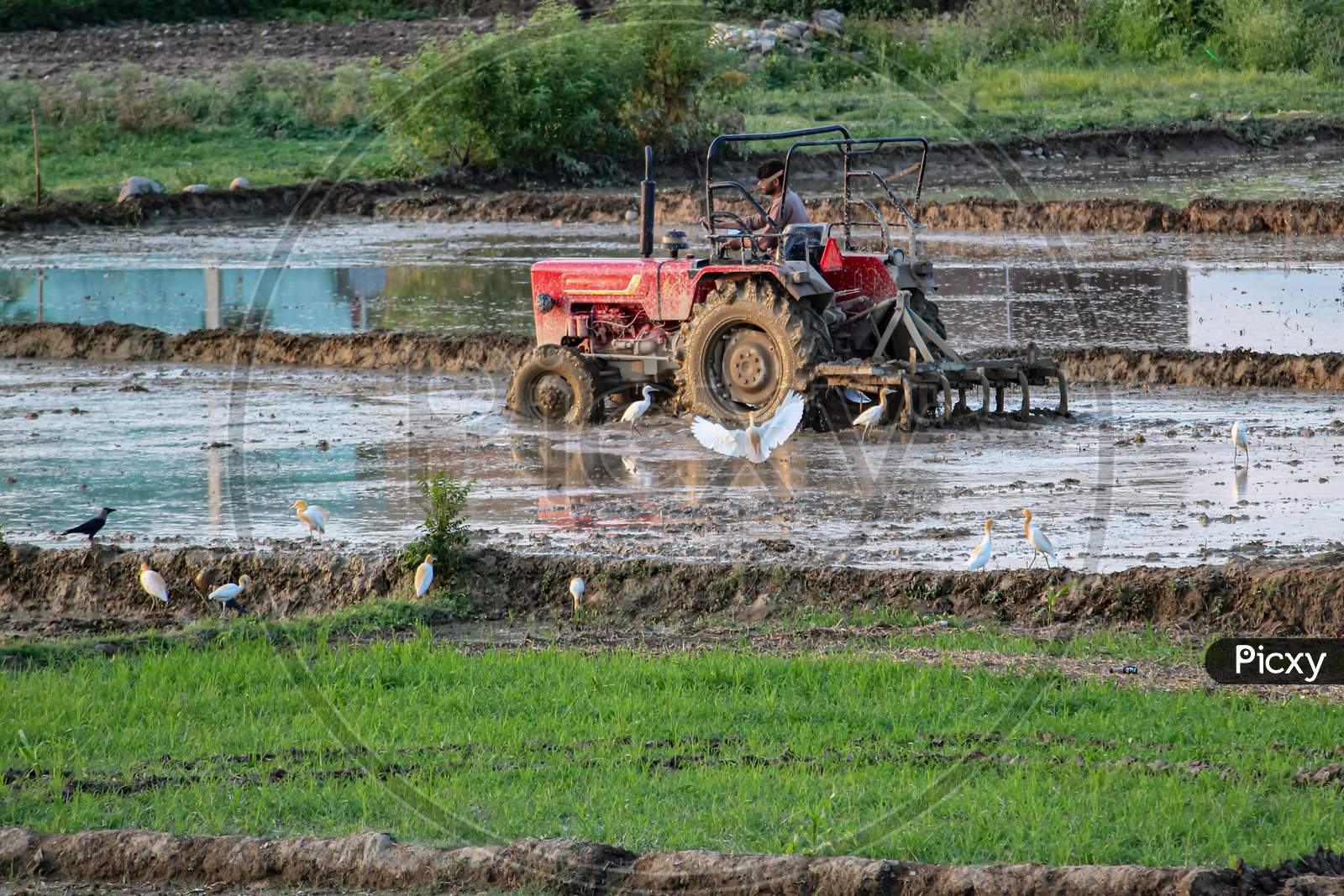 Tractor Farming In Fields